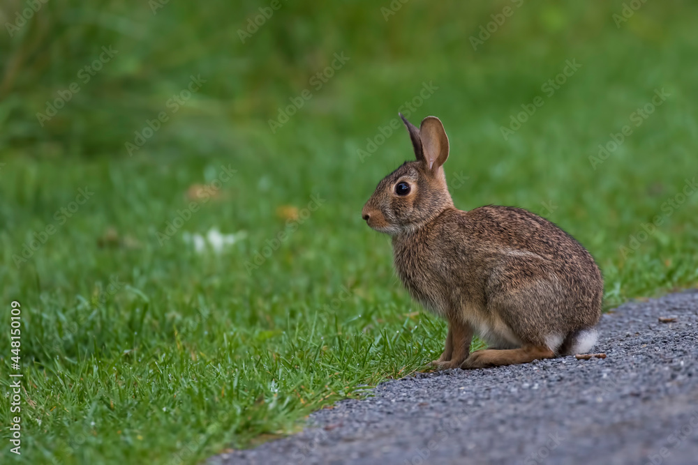 Eastern cottontail (Sylvilagus floridanus) in summer Eastern cottontail (Sylvilagus floridanus) in summer