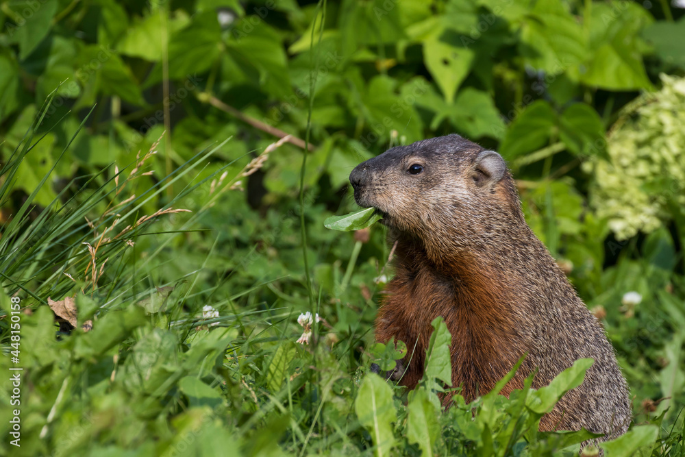 The groundhog (Marmota monax) in summer The groundhog (Marmota monax) in summer