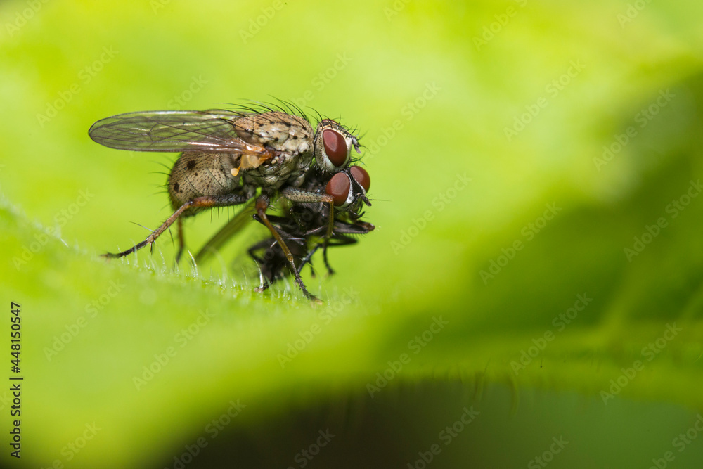 Tachinid fly with prey Tachinid fly with prey