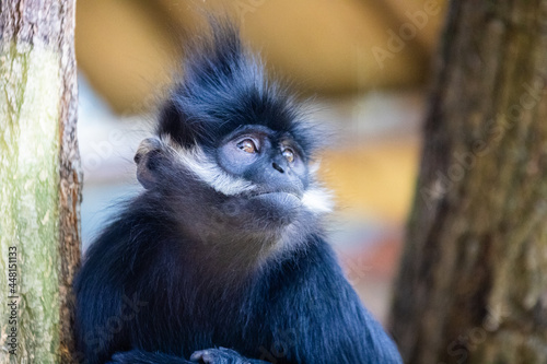 Langur de francois photo prise à Pairi Daiza