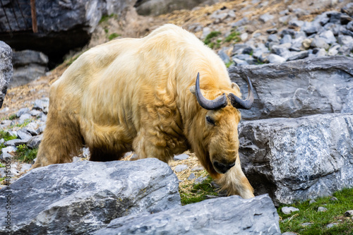 Takin doré photo prise à Pairi Daiza