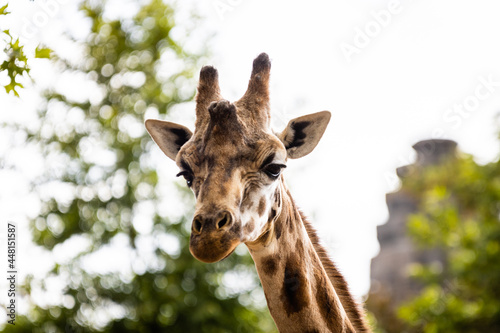 Girafe photo prise à Pairi Daiza