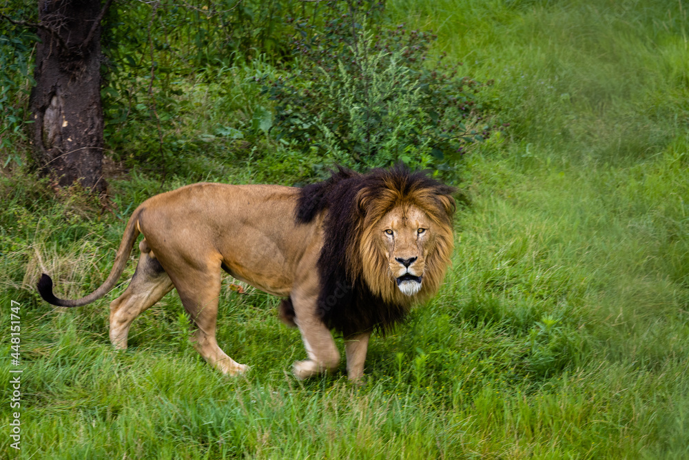 Le roi des animaux! photo prise à Pairi Daiza Le roi des animaux! photo prise à Pairi Daiza