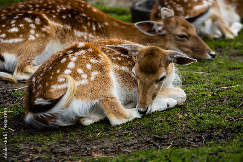 Daim photo prise à Pairi Daiza