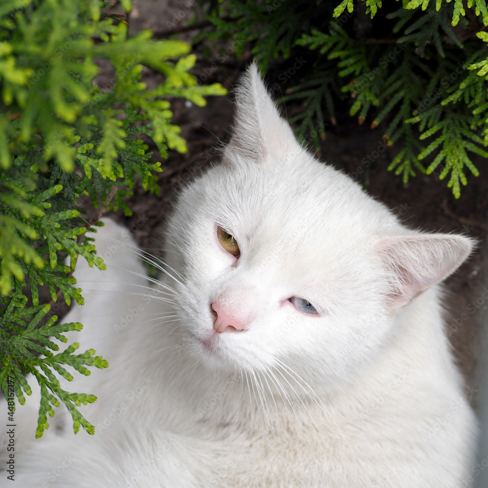 in the green bushes lies a cat, with a white shorthair muzzle with different eyes . heterochromia in a white cat