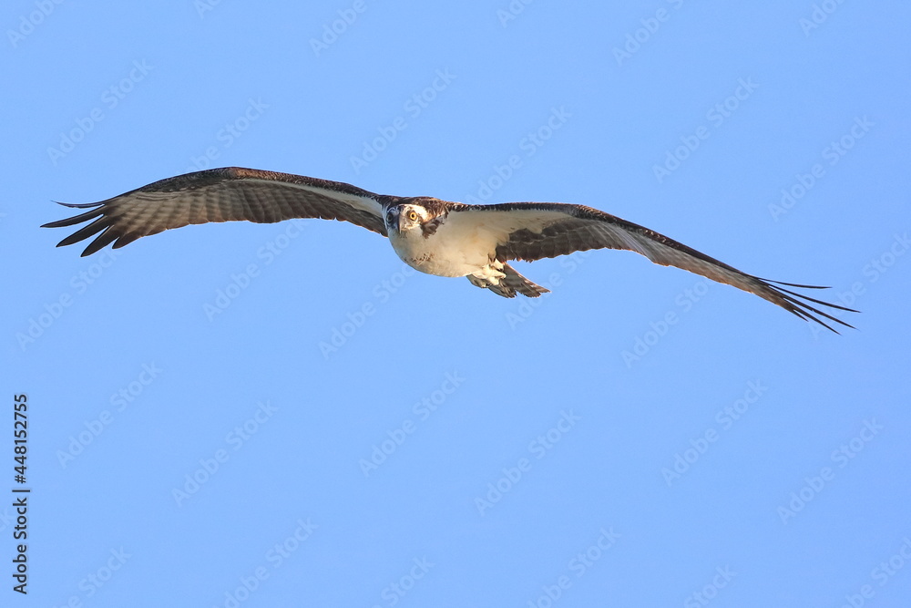 Obraz premium Osprey, Pandion haliaetus, Sebastian Inlet Sate Park, Florida, USA