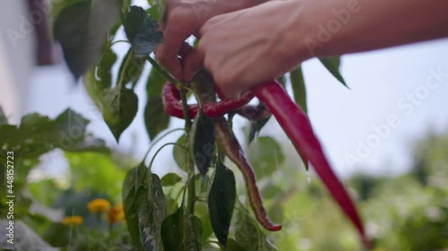 Woman Harvesting Vegetablesin Pepper Her Garden photo