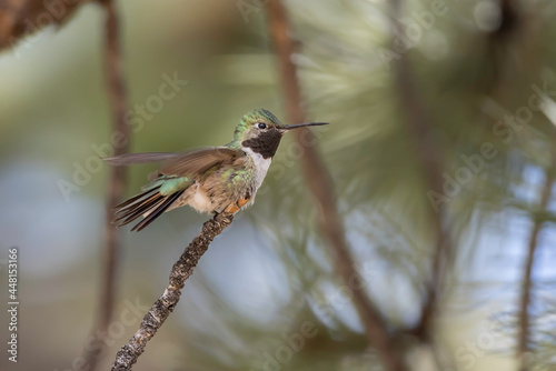 Male Broad-tailed Hummingbird in Colorado photo