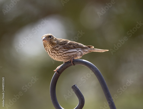 Cassin's Finch Perching on a pole photo