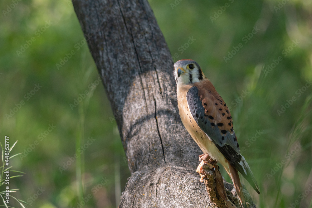 Kestrel Perched on a Branch with Light Shining Kestrel Perched on a Branch with Light Shining