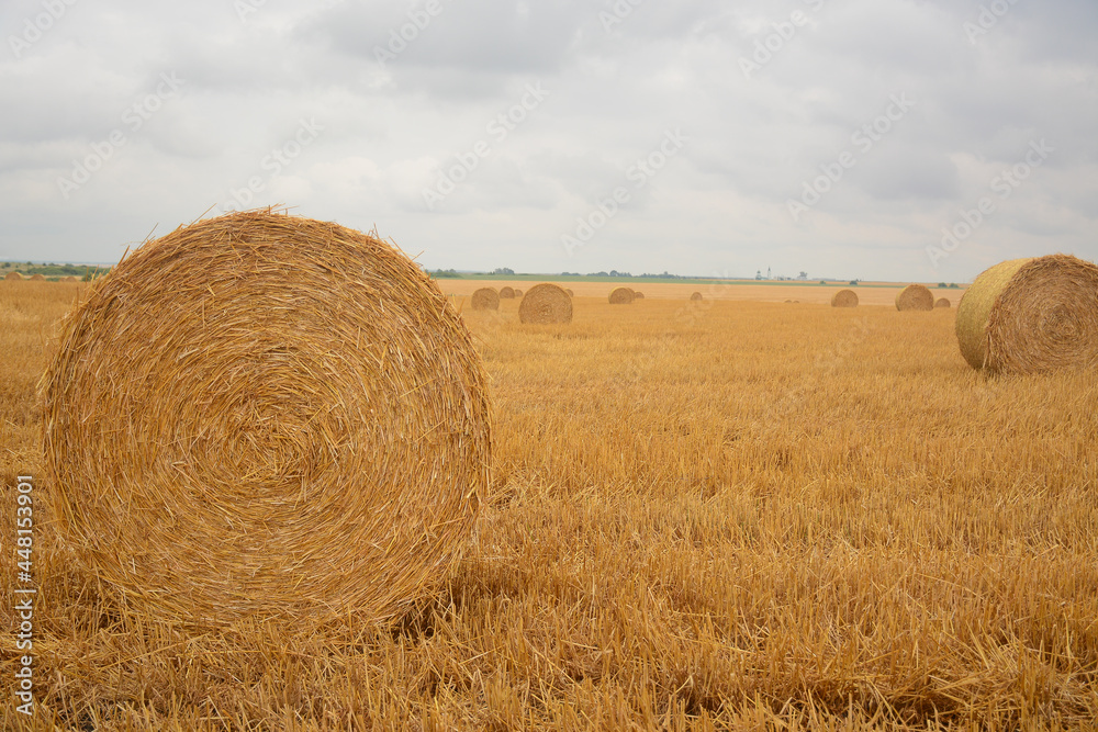 Haystacks on the field