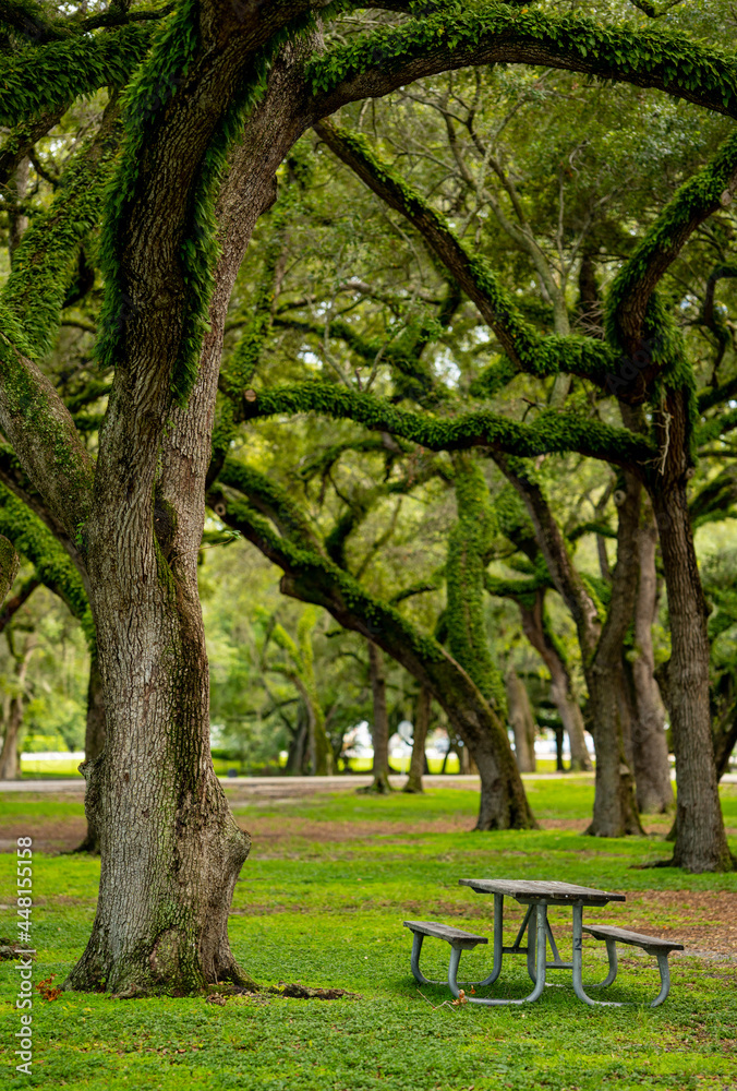 Nature scene fern oak trees and table in the woods