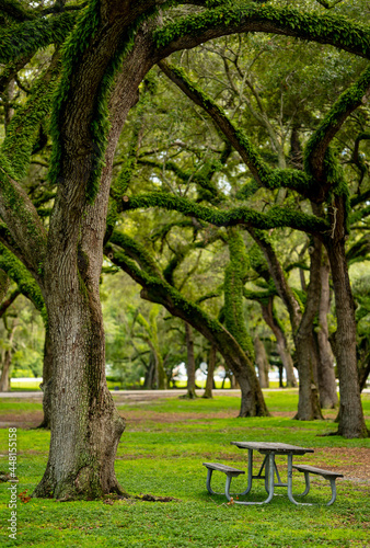 Nature scene fern oak trees and table in the woods