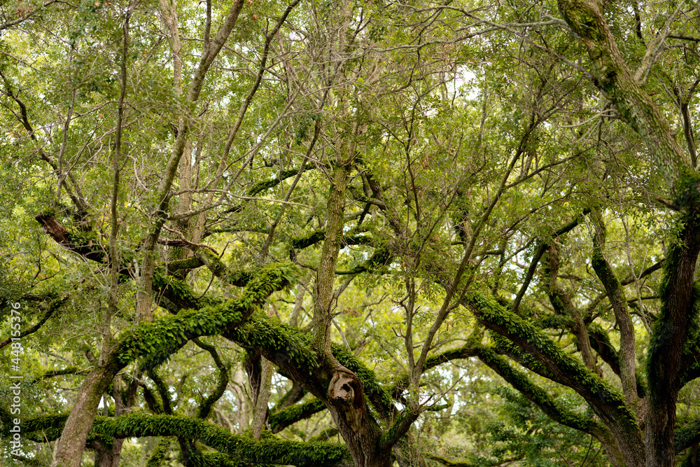 Obraz premium Fern growing on oak trees