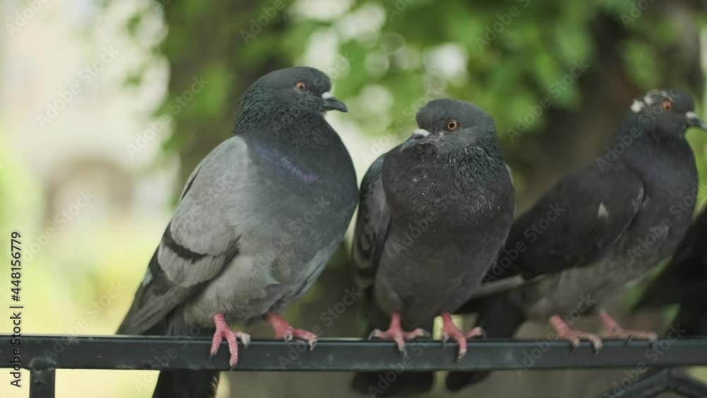 Pigeons sitting on the fence close to one another. well-fed wild doves just looking around. rock doves are a widespread birds of the pigeon family. Blurred green tree background, city in a sunny day