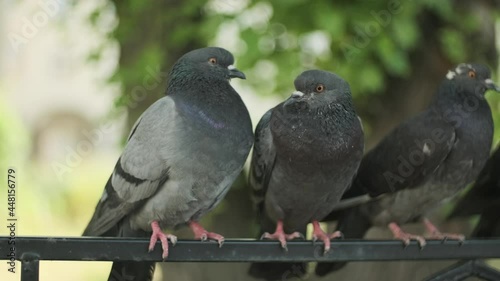 Pigeons sitting on the fence close to one another. well-fed wild doves just looking around. rock doves are a widespread birds of the pigeon family. Blurred green tree background, city in a sunny day