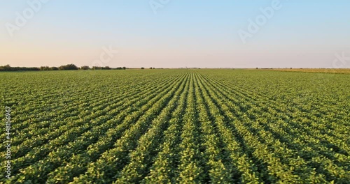 Aerial drone low altitude shot of a farm with green soybean agricultural crop
