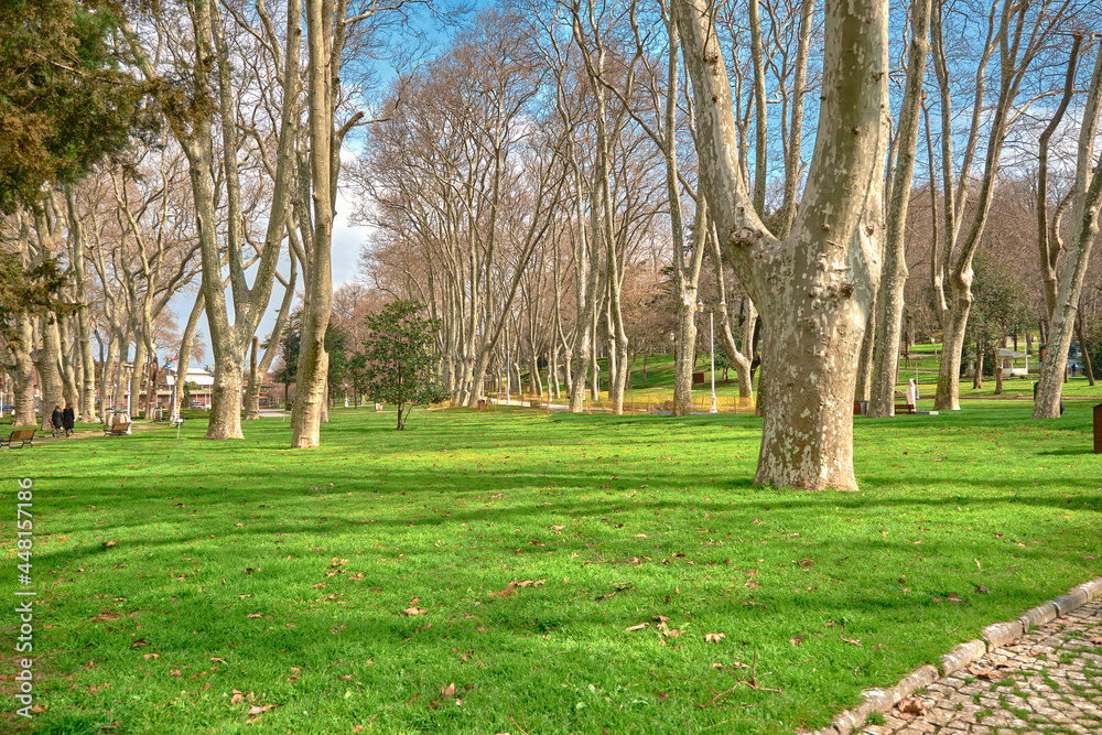 Old and mature public gulhane park established by ottoman empire in istanbul covered by lively green grass and huge pine tree bodies in gulhane park during sunny day. Old and mature public gulhane park established by ottoman empire in istanbul covered by lively green grass and huge pine tree bodies in gulhane park during sunny day.