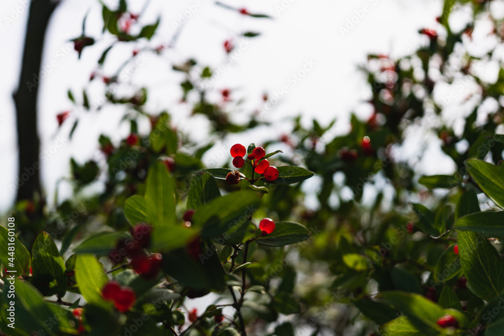 Obraz premium red berries on a tree