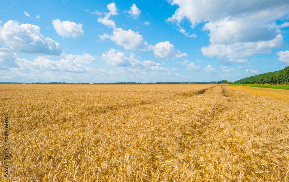 Wheat in an agricultural field waving in the wind in an agricultural field in bright sunlight below  a blue white cloudy sky in summer, Almere, Flevoland, Netherlands, July 29, 2021