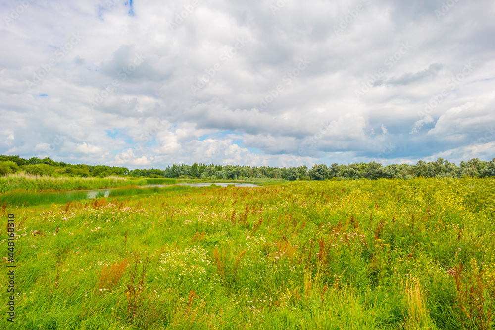 Colorful wild flowers in a field in wetland waving in the wind in bright sunlight below  a blue white cloudy sky in summer, Almere, Flevoland, Netherlands, July 29, 2021