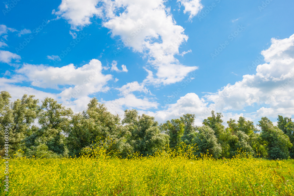 Colorful wild flowers in a field in wetland waving in the wind in bright sunlight below  a blue white cloudy sky in summer, Almere, Flevoland, Netherlands, July 29, 2021