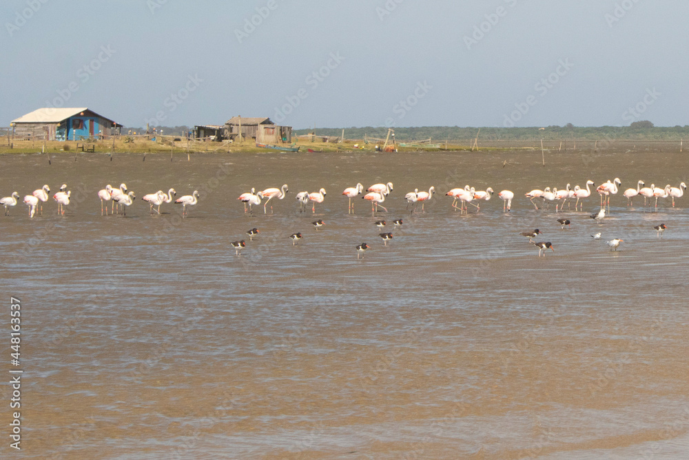 Fototapeta premium Flamingos on the lake