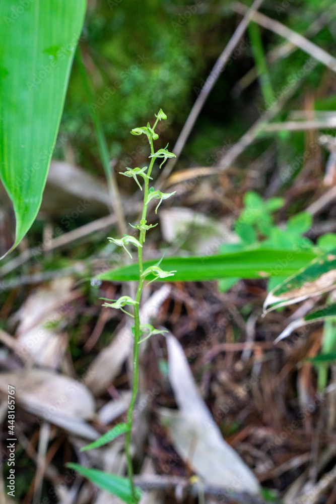 Fototapeta premium ホソバノキソチドリ