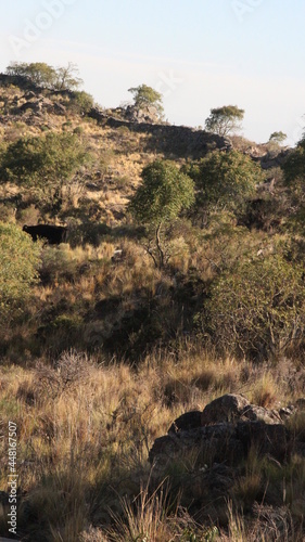 natural landscape in Cordoba, Argentina, wildlife and nature