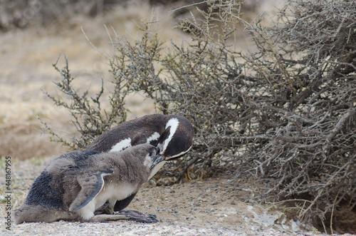 dad and son, penguin feeding photo