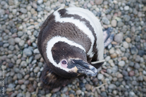 zenith penguin