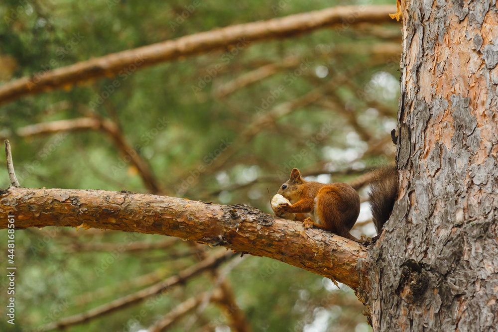 wild squirrel eating on a tree in the forest wild squirrel eating on a tree in the forest