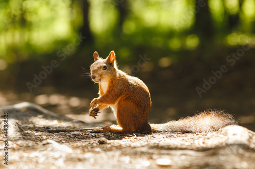 wild squirrel eating in the forest