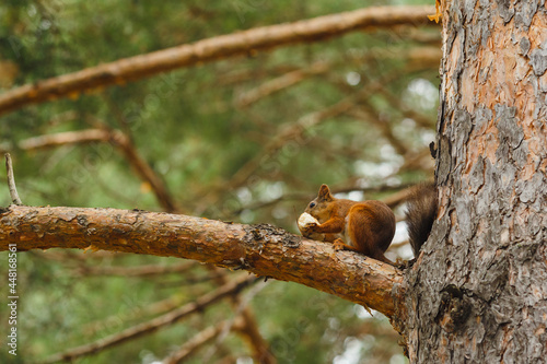 wild squirrel eating on a tree in the forest