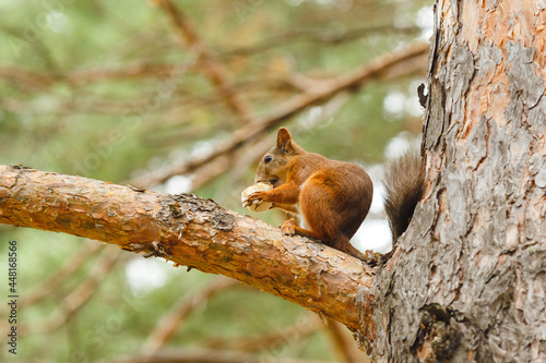 wild squirrel eating on a tree in the forest