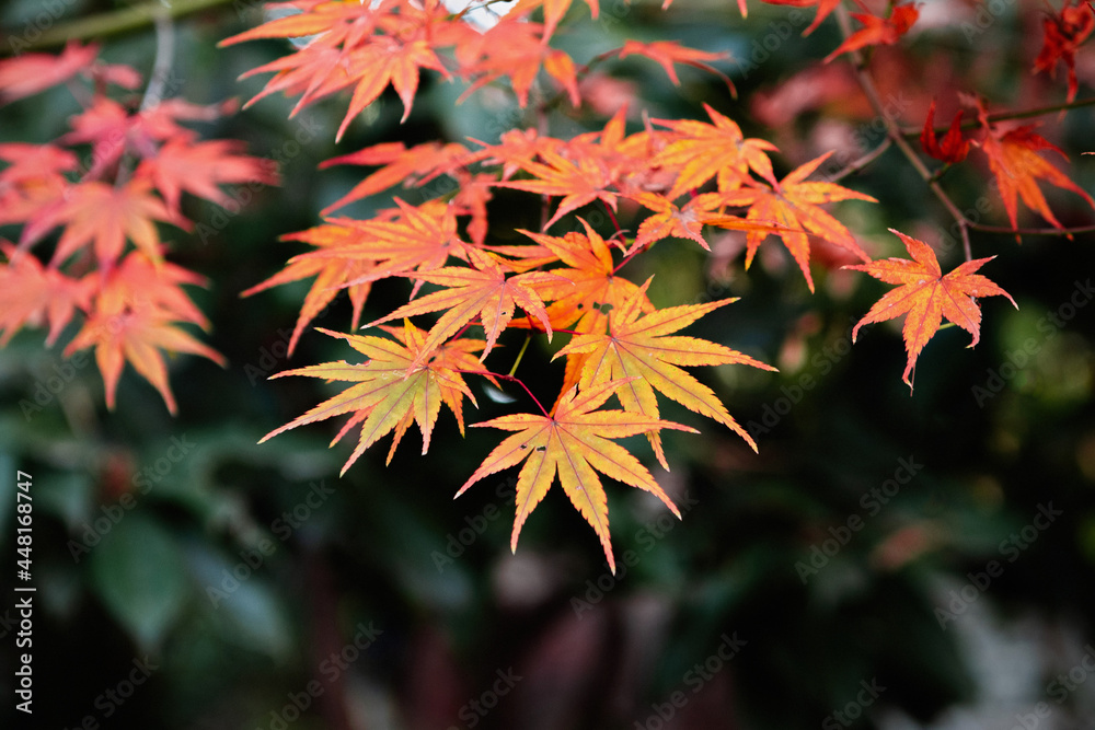 beautiful red maple leaf in autumn background. close-up. beautiful red maple leaf in autumn background. close-up.
