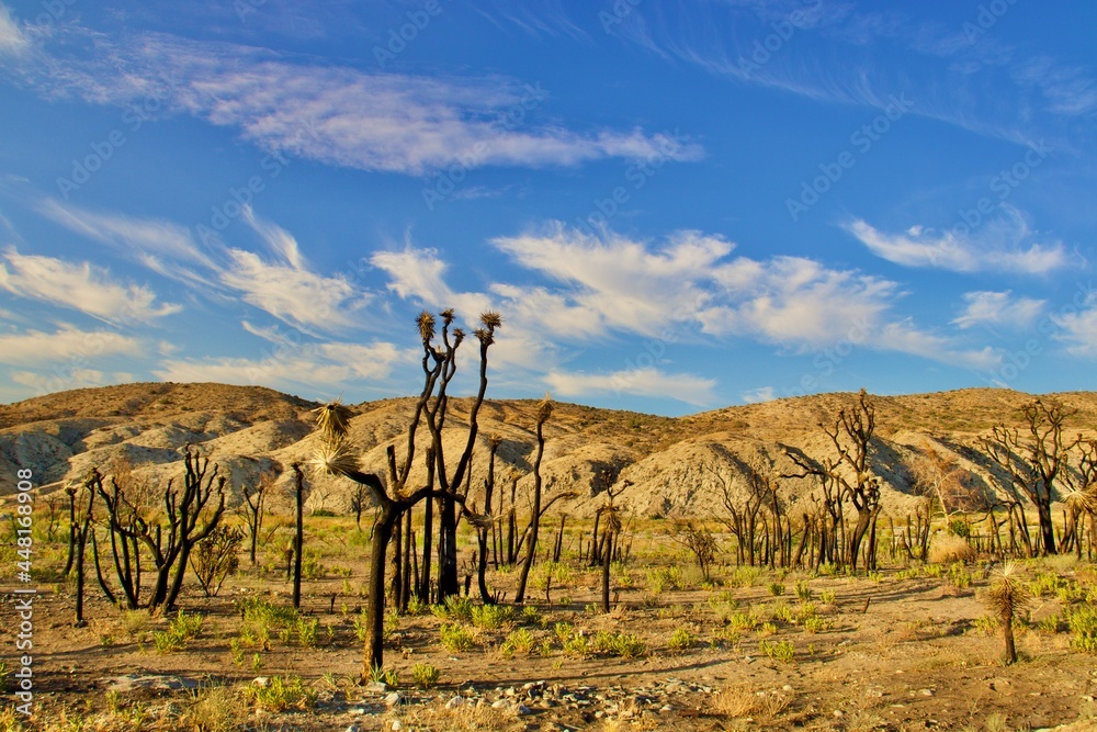 California Desert Landscape With Mountain Background California Desert Landscape With Mountain Background