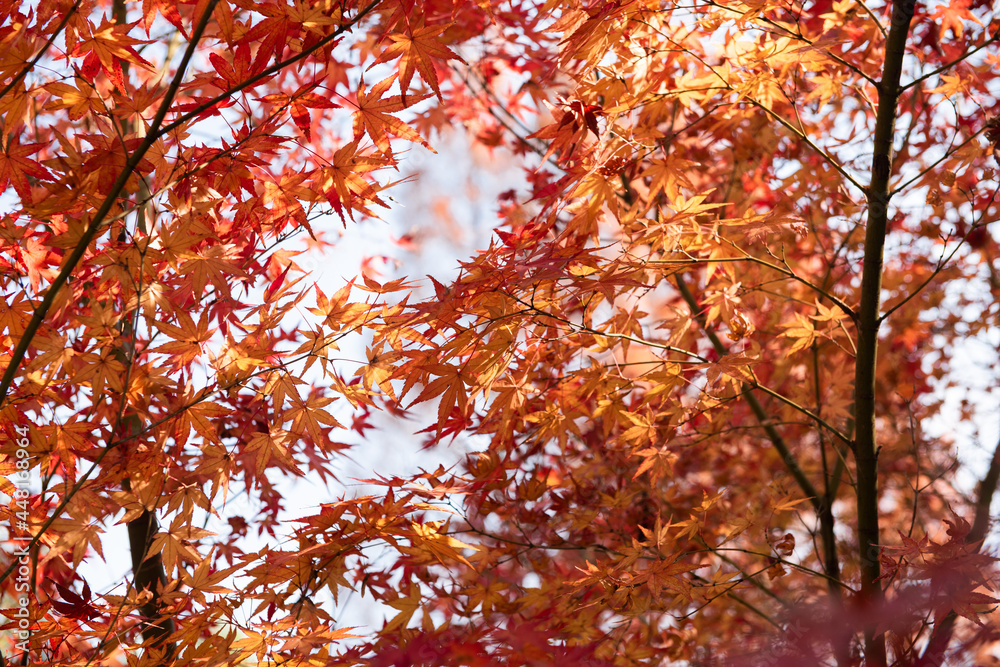 beautiful red maple leaf in autumn background. close-up. 