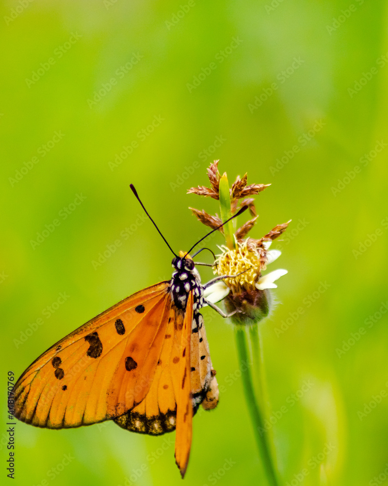 Fototapeta premium butterfly on flower