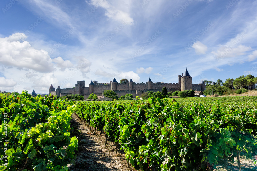 Row vine grape in champagne vineyards at Carcassonne background