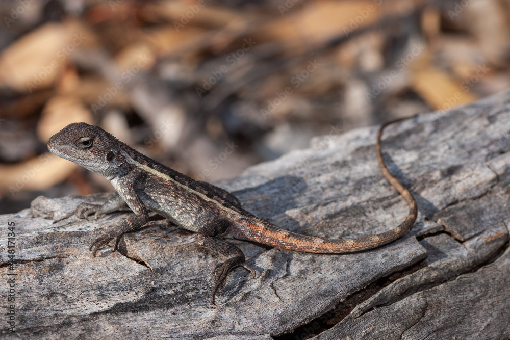 Australian Nobbi Dragon basking on log Australian Nobbi Dragon basking on log