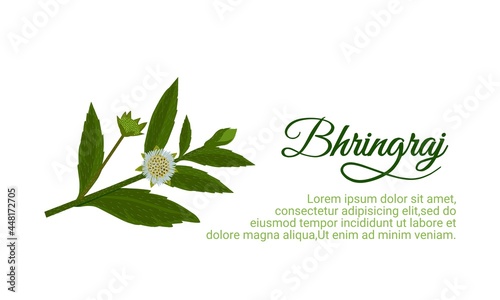 Eclipta Alba, Eclipta Prostrata or Bhringraj, also known as False Daisy is an effective herbal medicinal plant in Ayurvedic medicine. vector illustration.