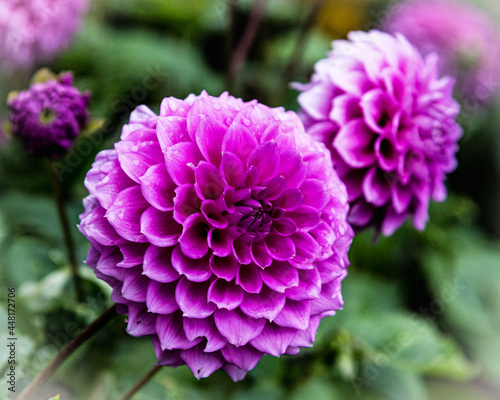 Purple dahlia flower
