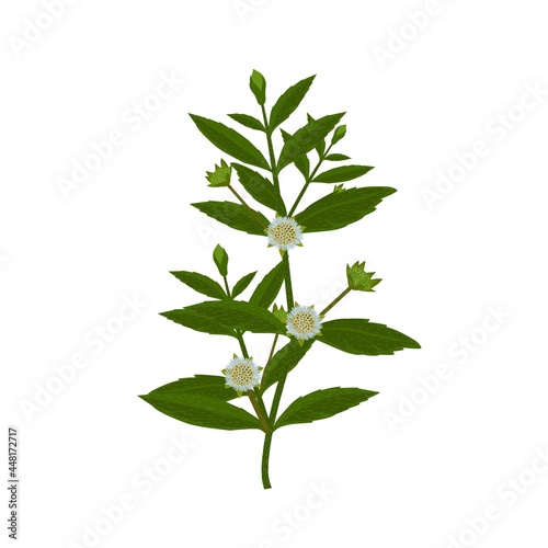 Eclipta Alba, Eclipta Prostrata or Bhringraj, also known as False Daisy is an effective herbal medicinal plant in Ayurvedic medicine. vector illustration.