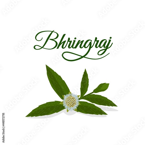 Eclipta Alba, Eclipta Prostrata or Bhringraj, also known as False Daisy is an effective herbal medicinal plant in Ayurvedic medicine. vector illustration.
