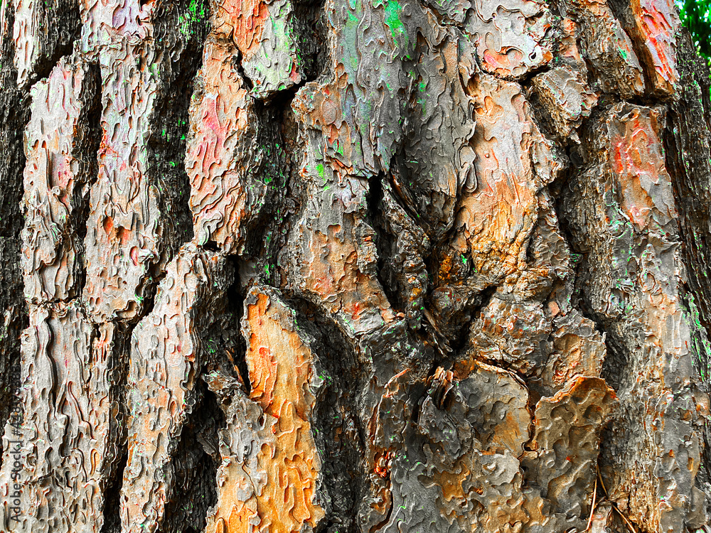 巨大な大木の樹皮のテクスチャ素材_a_04