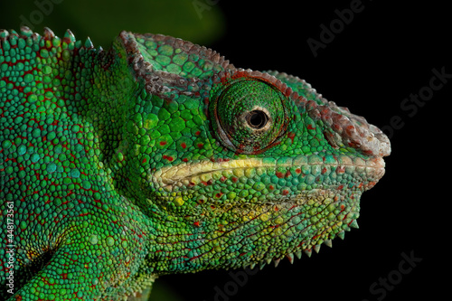Intense Focus - Green Panther Chameleon