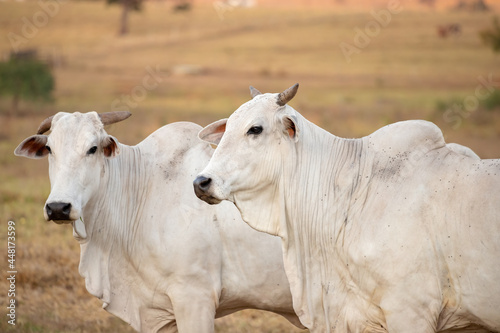 Adult cow in a farm