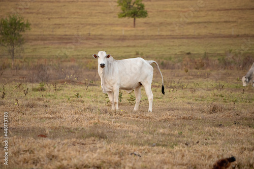 Adult cow in a farm