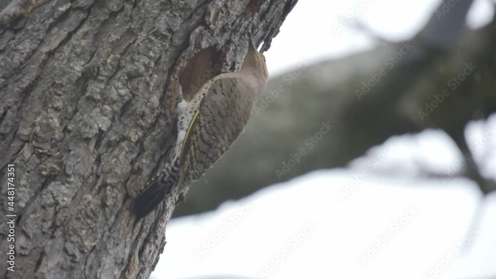 Slow Motion Shot Of A Northern Flicker Bird Perched On A Tree In Snow Fall Slow Motion Shot Of A Northern Flicker Bird Perched On A Tree In Snow Fall